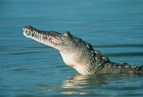  Florida. The article notes that crocodile 