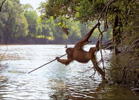 Orangutan with Spear